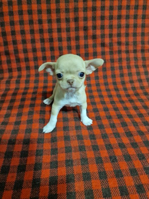 Цуценя чихуахуа дівчинка