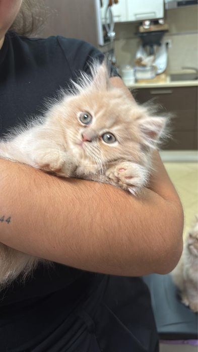 Gatinho raça persa