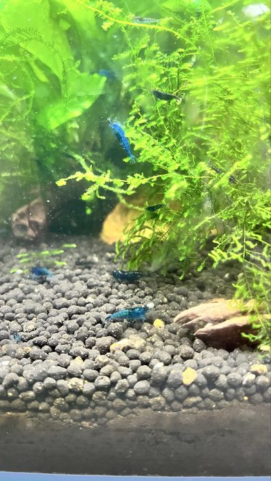 Neocaridinas Juvenis, blue dream e Red Fire