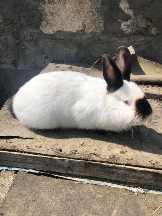 Самку каліфорнійської породи уважно читайте опис