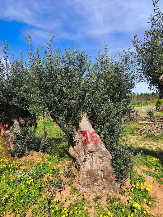 Oliveiras Bicentenárias e Tricentenárias para venda