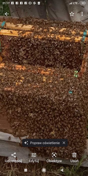 Odkłady pszczele 2025