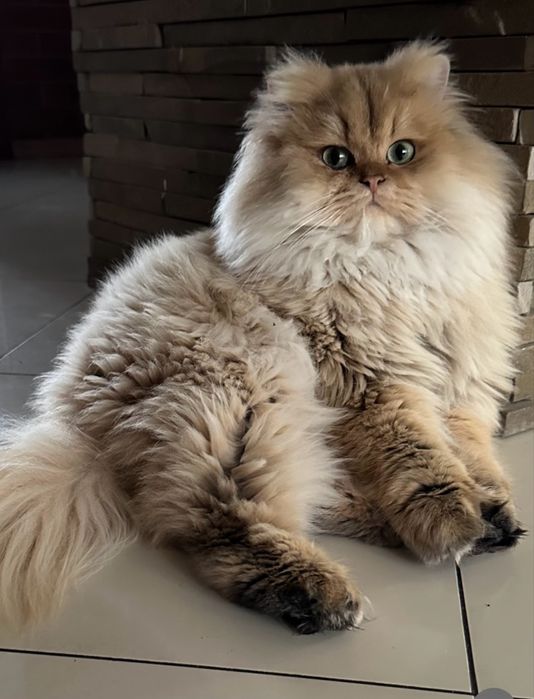 Вязка золота шиншила