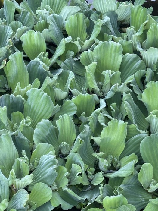 Alface de agua / plantas aquaticas