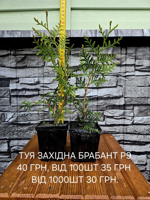 Туя Смарагд, Брабант, ялівець Блю Ерроу, Блю чіп
