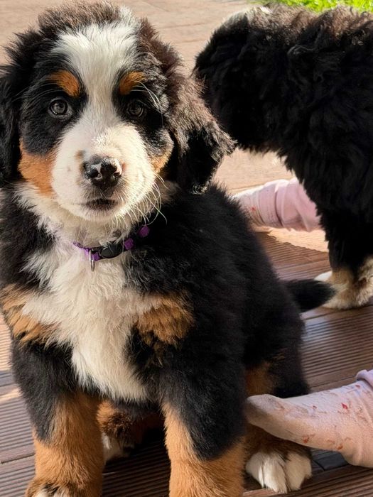 Bouvier Bernois Última fêmea disponível