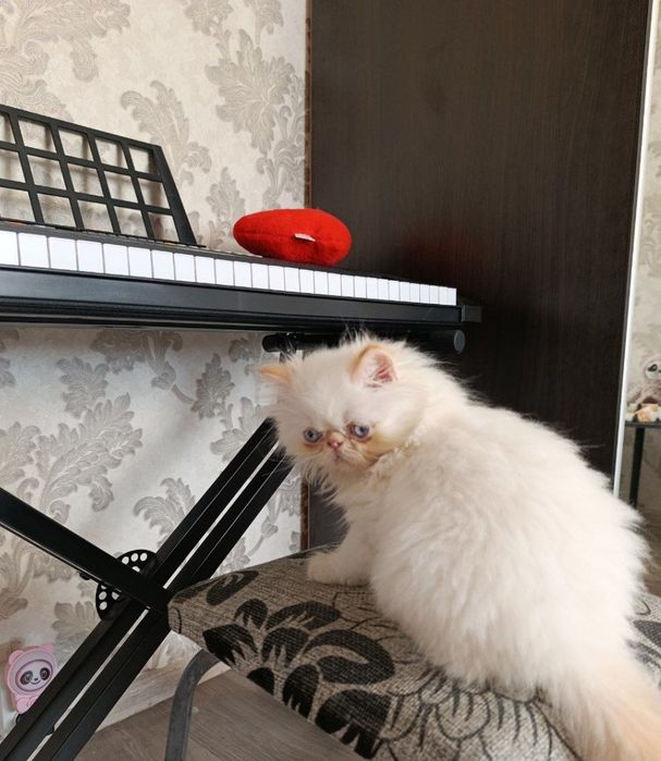 Продам чудових кошеняток