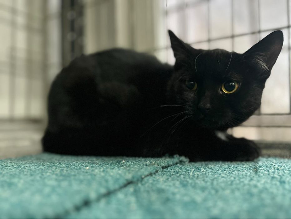 Młodziutka kicia Basia