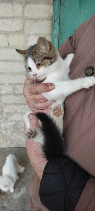 Киця в добрі руки