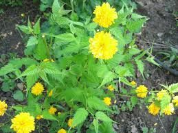 Керія японська  кущ