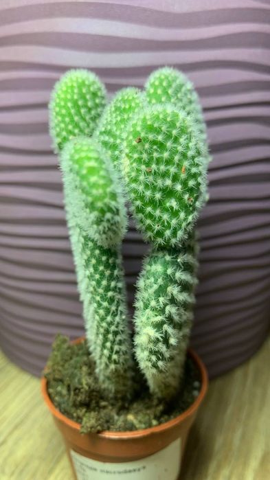 Кактус  Опунция /