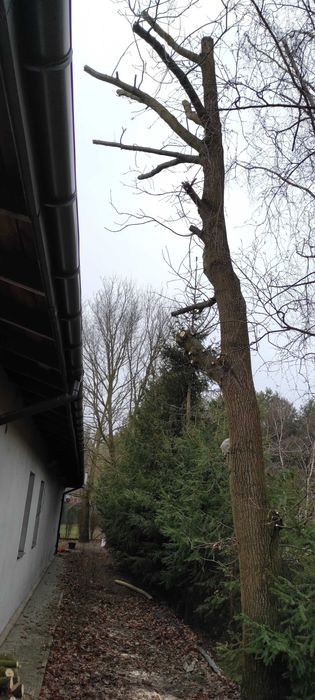 Wycinka i pielęgnacja drzew,  szybka realizacja, zabieramy gałęzie