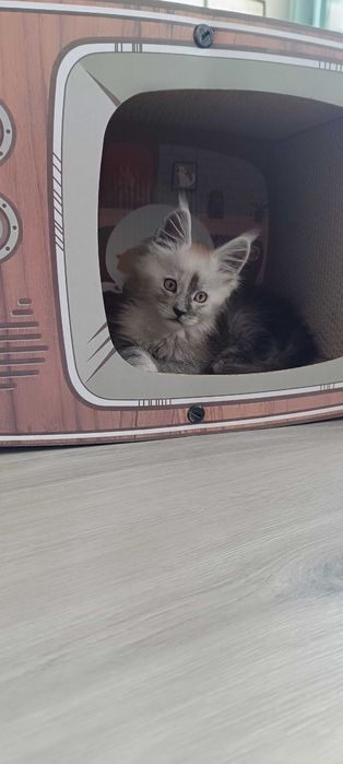 Bentley - Piękny kocurek Maine coon/prawdziwa domowa chodowla/