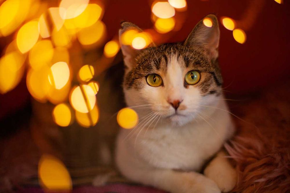 Віддам у добрі руки