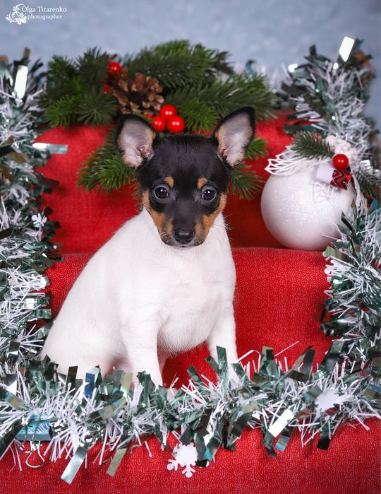 Девочка американского той фокс терьера!