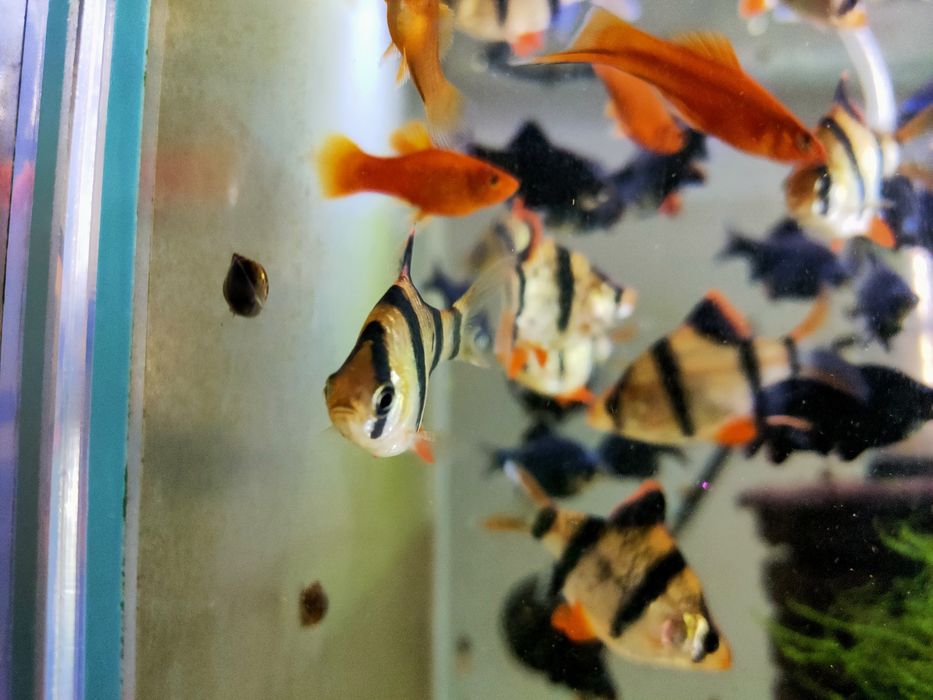 Brzanka  mszysta/sumatrzańska