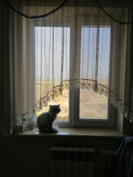 Кошка шиншила бесплатно