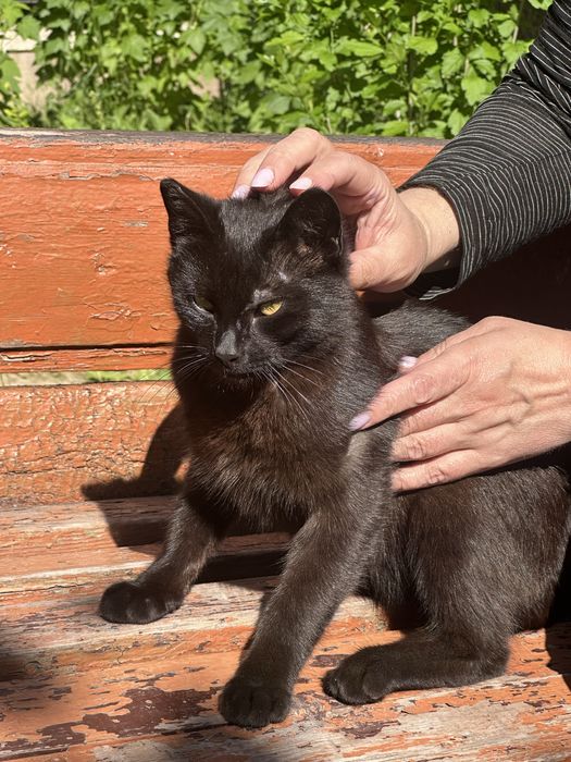 Котик. Кіт. Хлопчик шукає сімю хлопчик