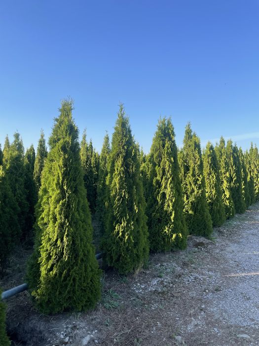 Duże Tuje Brabant 270cm ‼️PRODUCENT‼️ Wysokie Tuje Brabant do 4,5m‼️