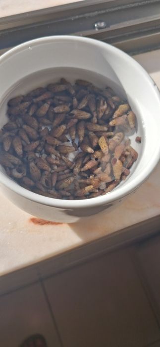 Caracóis trombeta