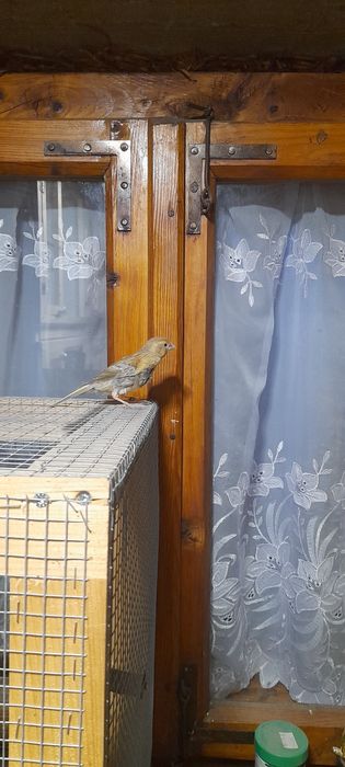 sprzedam młode kanarki