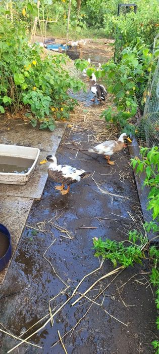 Patos Rouen com 5 meses