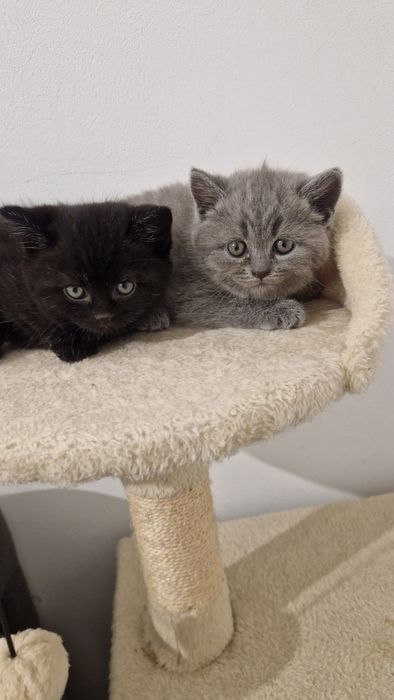 Piękne brytyjskie  Czekoladowy i Niebieski!