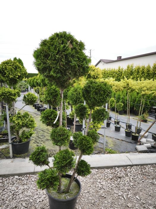 Bonsai tuja szmaragd formowana w kulę