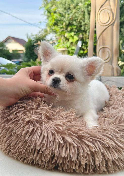 DEXTER chihuahua chłopczyk długowłosy, prawdziwy rodowód FCI
