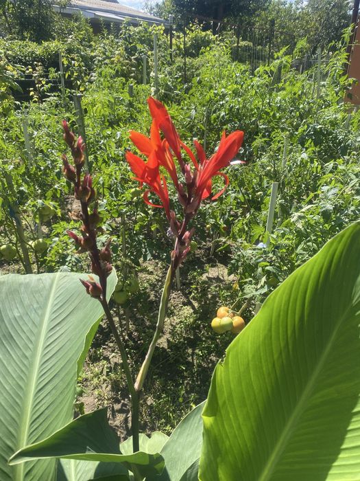 Кани клубні продам