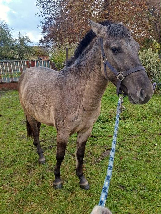 Sprzedam konika polskiego