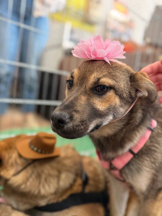 Цуценята дівчата шукають родини 6 міс