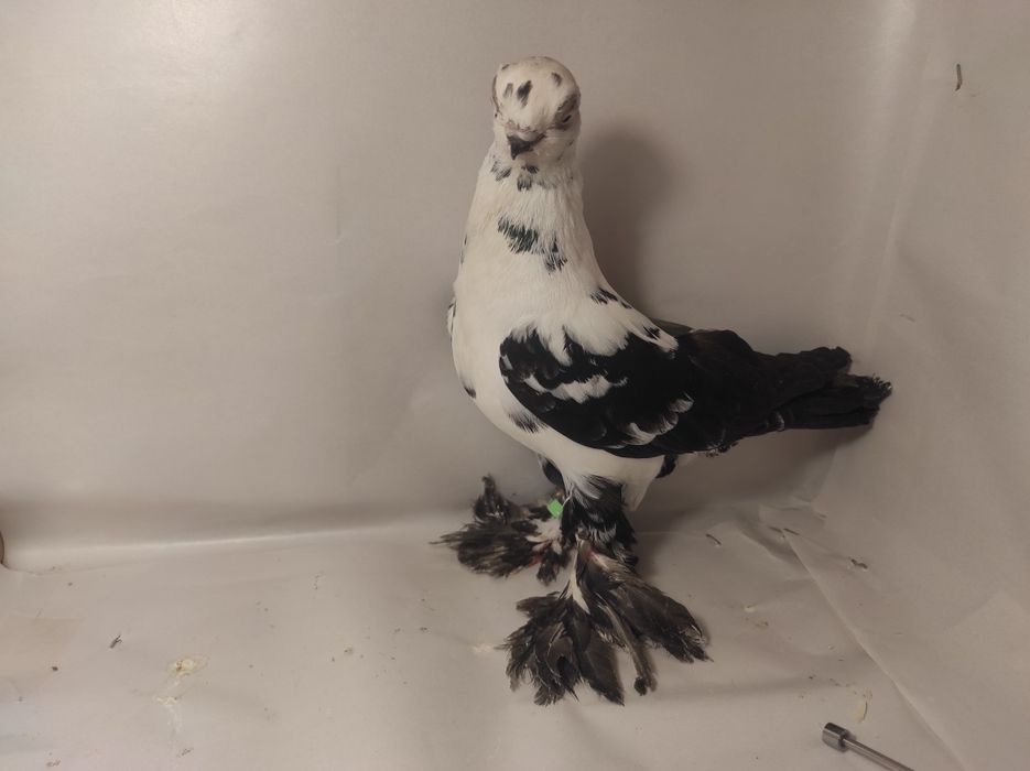 Sprzedam Motyl Warszawski czarny