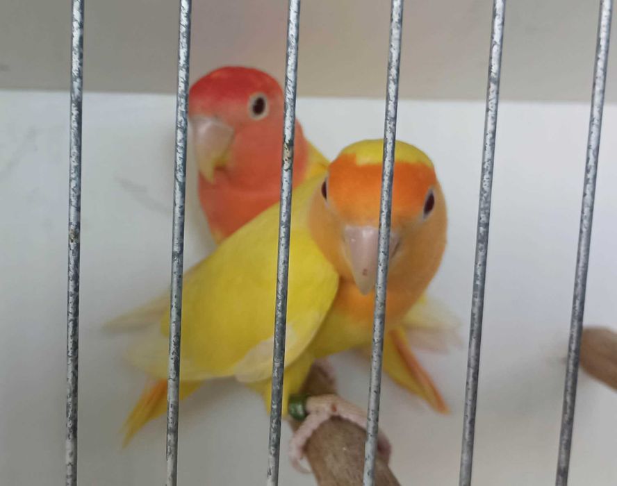 Casal de agapornis roseicollies