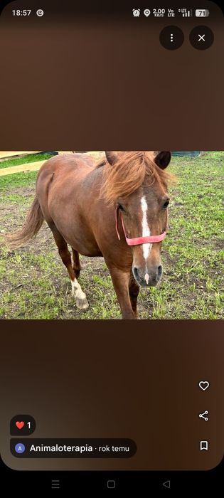 Sprzedam kobyłke