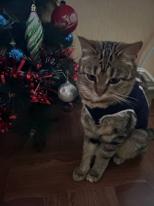 Стерилізована кішечка 8 місяців на святого Миколая по старому календар