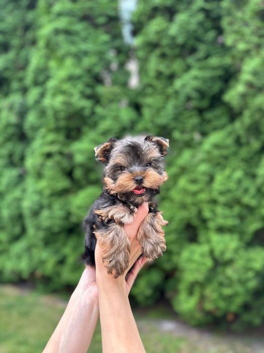 Йорк дівчинка — лагідна та розумна