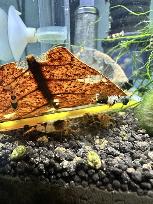 Krewetki caridina po selekcji Black Crystal
