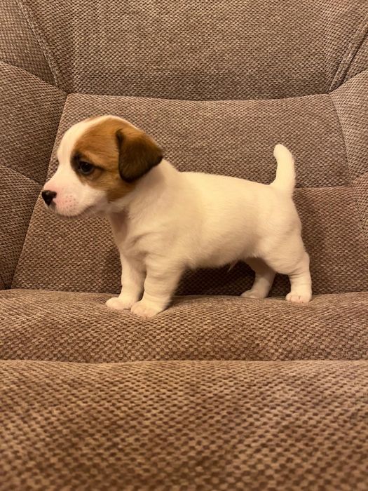 Szczeniaki Jack russell terrier