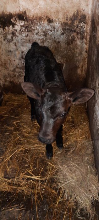Продам теличку с. Чорнобаївка