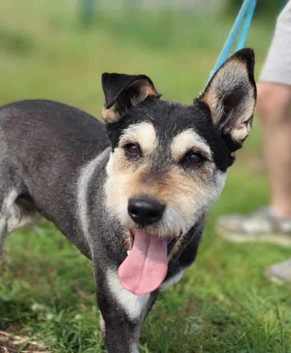 super pieseczek do adopcji