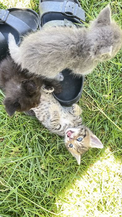 Котенок , кот, кошеня