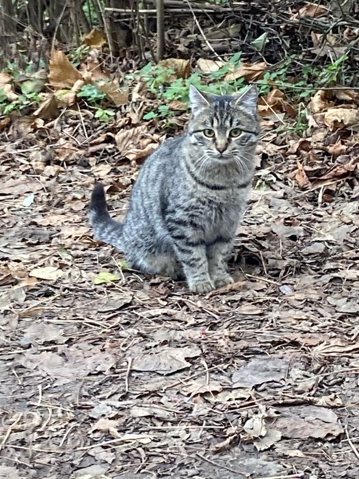Кішка красуня 9-10 міс. Шукає свою теплу домівку. Допоможіть врятувати