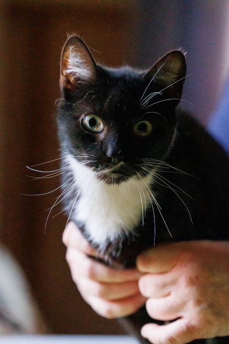 Kajtek - czarno-biały kocur czeka na adopcję