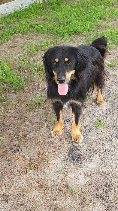 Edek  w schronisku w lututowie aktualne