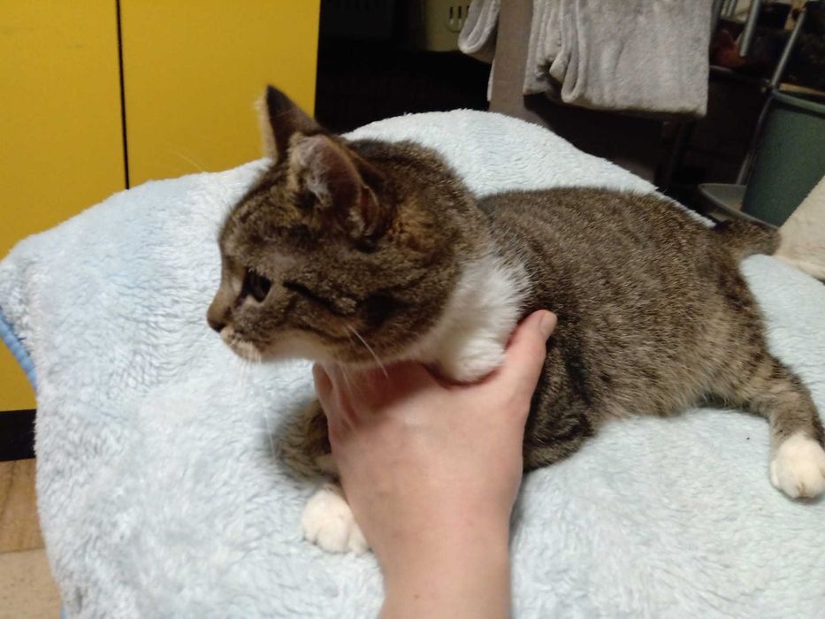 Kotka Michasia szuka domku