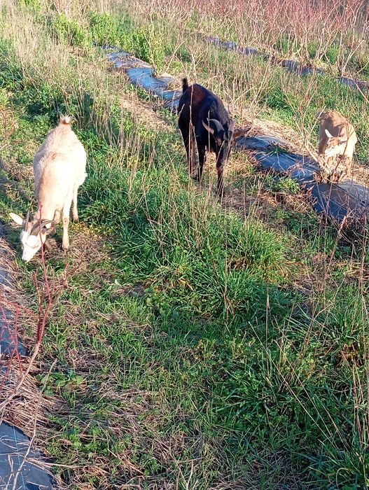 Casal de cabritos mais um cabritinhos com um mês