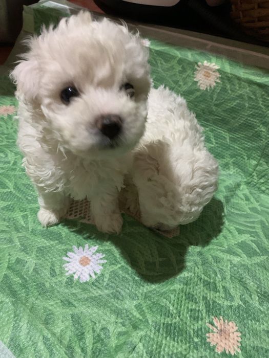 Цуценята Бішон-фрізе