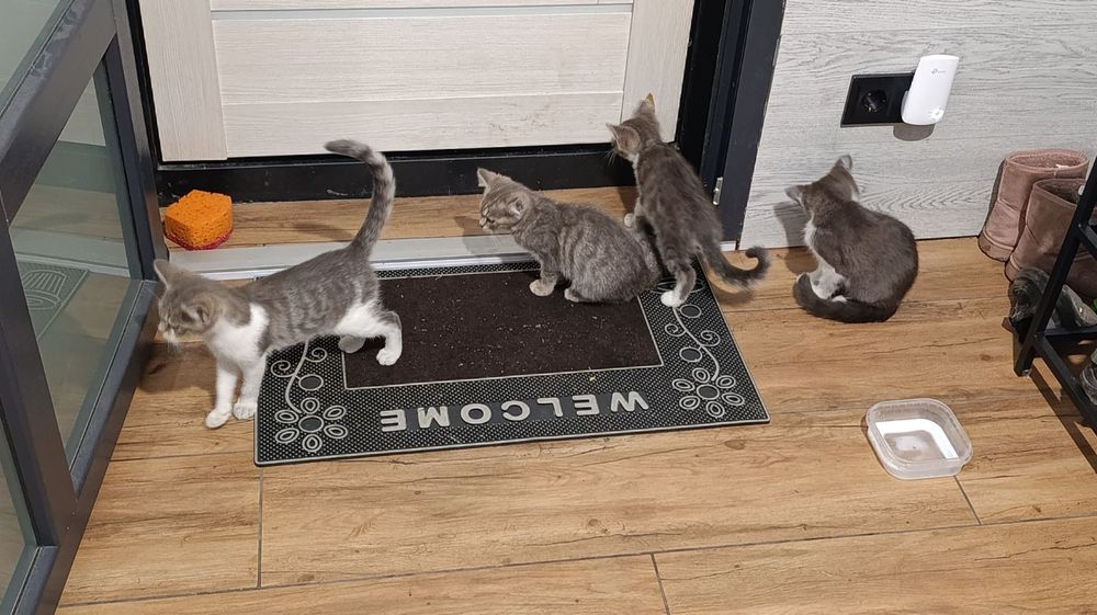 Віддамо кошенят, в добрі руки
