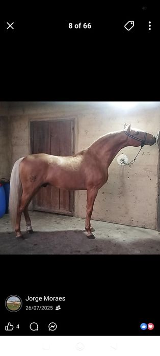 Poldro 1 ano Lusitano baio